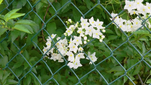 Beautiful white jasmine flowers with yellow stamens behind a green mesh fence close up. Solanum jasminoides in garden