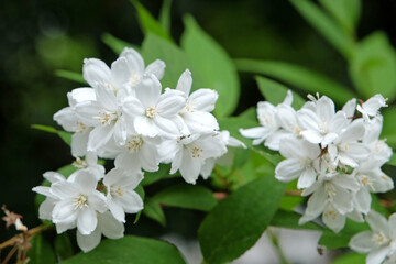 White Pride of Rochester in flower.