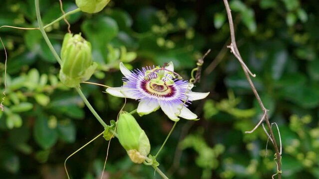Homeopathic blue passion flower with green foliage. Passiflora caerulea. Herbal alternative medicine ingredient growing in nature