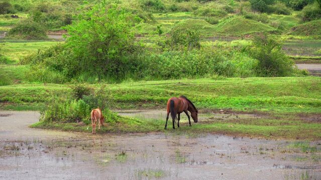 Beautiful brown mare walking m cute little foal in summer. Horse with foal walks through pasture along river. Portrait of horses against background of nature. Horse breeding, animal husbandry