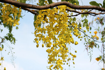Cassia fistula flower on tree