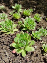 Stone rose decorates the garden close-up