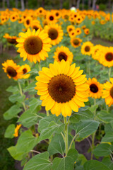 Sunflower field, Beautiful summer landscape.