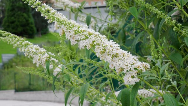 Buddleja davidii summer white flowers in full bloom, flowering butterfly bush in city