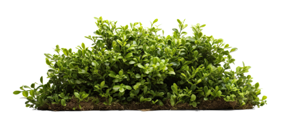 bush on transparent background, png