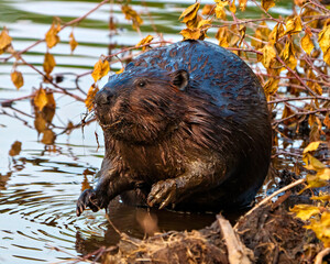Beaver Photo and Image. Close-up front view, sitting in water with branches and water background in its habitat surrounding and environment, displaying wet brown fur. ©  Aline