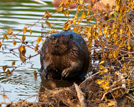Beaver Photo and Image.  Buck teeth and wet brown fur. Building a beaver dam and lodge in its habitat. Front view.