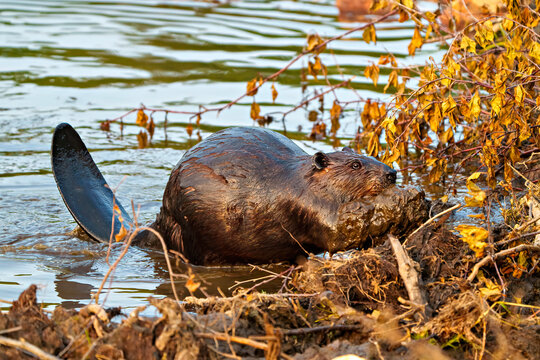 Beaver Photo and Image. Beaver carrying mud with its mouth and fore-paws and building dam. Beaver tail.