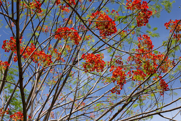 Barbados pride flower or dwarf poinciana, flower fence, paradise flower, peacock's crest, pride of barbados