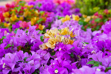 Beautiful bougainvillea flowers with green leaves