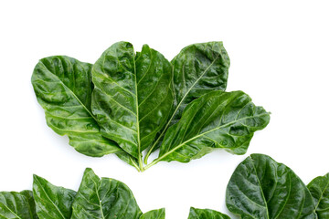 Noni or Morinda Citrifolia leaves on white background.