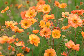 Orange Geum 'Prinses Juliana' in flower.