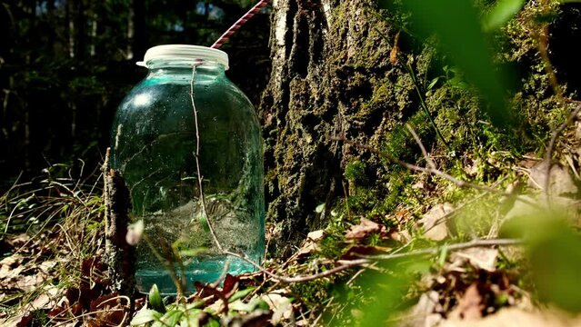 Close up of birch sap dripping into a bucket. Collecting And Drinking Fresh Birch Sap In The Forest. A drop of birch sap drips into a glass jar filled with birch sap.