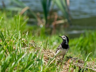 Obraz premium white wagtail in natural habitat