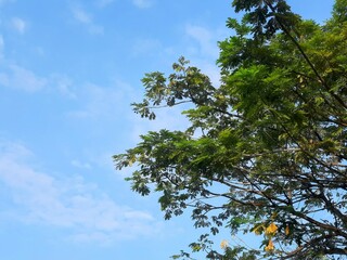Green canopy of trees and a clear blue sky