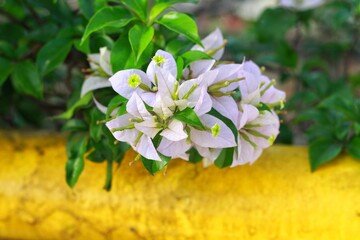 Fragrant white Bougainvillea spectabilis flower with blurred background. Botanical photography.