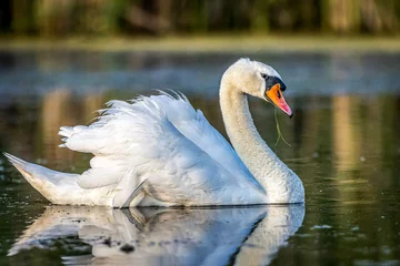 Deurstickers swan on the lake © Dan