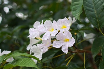 Closeup white tecoma flower tree or Tabebuia rosea or white trumpet tree blooming on the tree