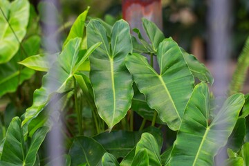 The lovely heart-shaped green and yellow leaves of Philodendron burle-marxii that get too hard in...
