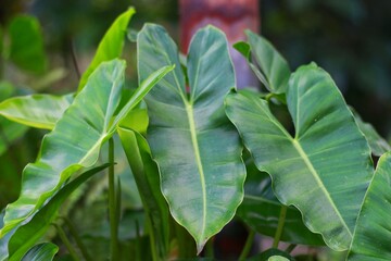 Obraz premium The lovely heart-shaped green and yellow leaves of Philodendron burle-marxii that get too hard in the sun. (Scientific name Philodendron Sp.) Is a ivy that is native to America.