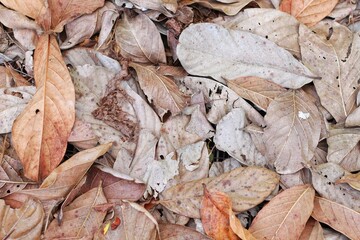 soft focus Dry leaves background, Dried leaves