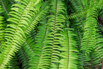 Fototapeta premium Fern (Polypodiophyta) with green leaves texture background, plants in a garden