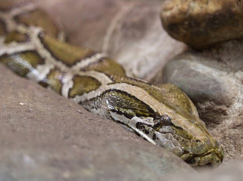 tiger python close up head eye