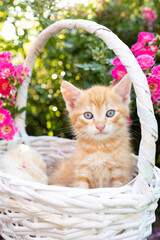 Fototapeta na wymiar cute red kitten with big blue eyes sits in a wicker basket among pink roses, looks into the frame. Cat childhood, beautiful postcards, harmony of nature. Favorite pets in nature. cat day