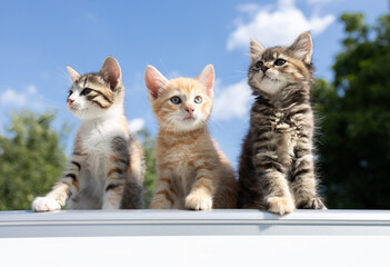 Three small assorted kittens sit against the background of the sky and look around with curiosity. Favorite pets in nature. cat day © Anna