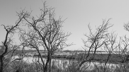 melancholic view of silhouettes of dry trees on the banks of the river