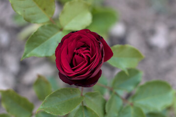 Rote Rose