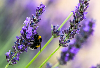 lavendel und hummel