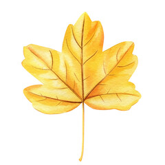 watercolor yellow maple leaf, beautiful watercolor autumn leaf isolated on white background