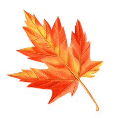 watercolor maple orange leaf, beautiful colorful autumn leaf isolated on white background