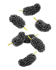 Falling Mulberry isolated on white background, full depth of field