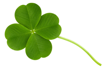 Clover isolated on white background, St. Patrick's Day symbol, full depth of field