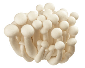 Shimeji mushroom, white beech mushrooms, isolated on white background, full depth of field