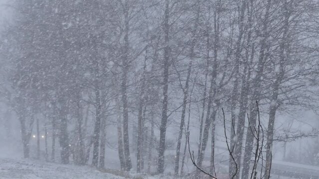 Snowstorm, black trees of larches and cars passing behind them on way with poor visibility on road. Winter scene with car traffic, falling snow on frosty and windy winter day - real time.