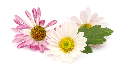 Pink daisy flowers