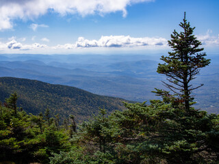 View over the surrounding landscape from Mount Mansfield with a pine in the foreground, Vermont, USA.