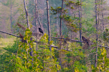 Summer scenery landscape with coniferous forest and two raven perched on a fallen tree with a blur forest background. Art Photo.