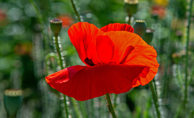 Inflorescences, flower buds and poppy heads with seeds of a plant with red flowers and the name Field Poppy, growing commonly in Podlasie in Poland.