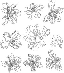 Botanical set of sketch flowers and branches	

