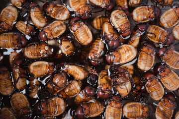 Brown beetles that have their wings removed, nocturnal insects in the grasslands, insects that can be used for food, Southeast Asian food.