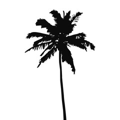 Coconut palm tree black silhouette. Illustration on transparent background