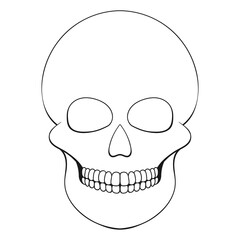 The human skull. Illustration on transparent background