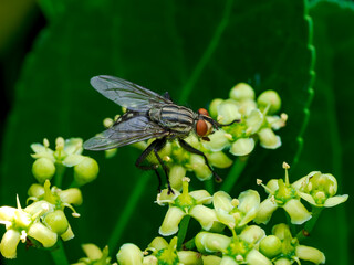 Mosca en el bosque