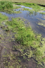 A swampy area with plants and water