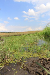 Fototapeta na wymiar A grassy field with water and grass