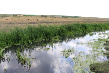 A stream with grass and water